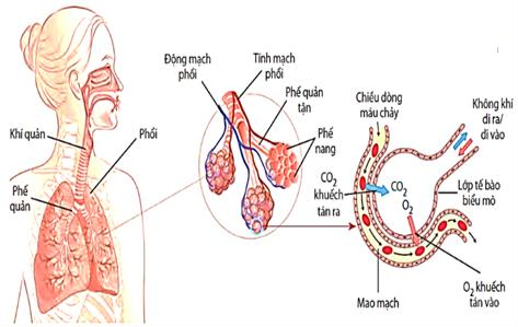 Hình bên mô tả quá trình trao đổi khí ở người. Khi nói về quá trình này, phát biểu nào sau đây đúng? (ảnh 1)