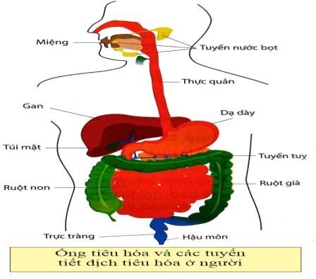 Khi nói đến tiêu hóa động vật, có bao nhiêu phát biểu sau đây là đúng I.	Dạ dày là nơi tiết ra HCl và pepsin để biến đổi protein thành peptide. (ảnh 1)