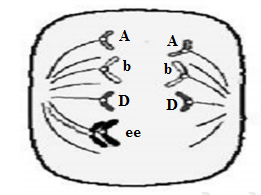 Khi nhuộm các tế bào sinh dục được tách ra từ vùng sinh sản ở con đực của một cá thể động vật, người ta quan sát thấy một tế bào có hiện tượng được mô tả ở hình bên. Mỗi kết luận sau đây là đúng hay sai? (ảnh 1)