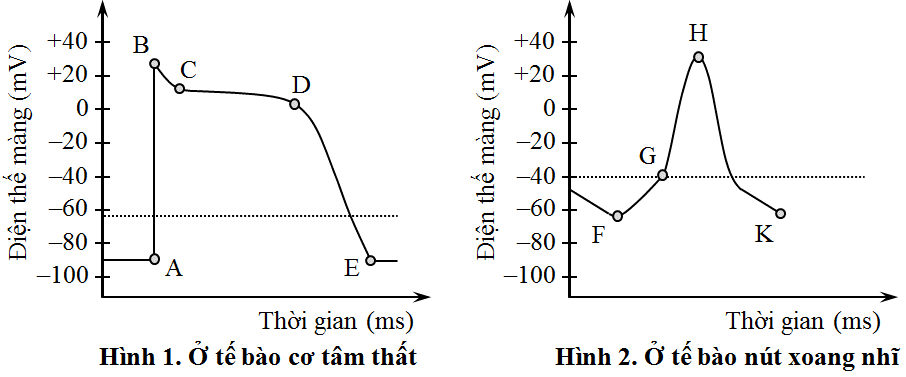 Một thí nghiệm được thực hiện ghi nhận điện thế hoạt động khi kích thích tế bào cơ tâm thất (tế bào co bóp điển hình) và tế bào nút xoang nhĩ (tế bào tạo nhịp điển hình). (ảnh 1)