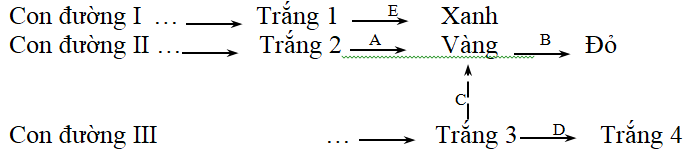 Giả sử rằng hai sắc tố đỏ và xanh lam trộn lẫn để tạo thành màu tím bình thường và màu xanh lam pha với màu vàng tạo nên màu xanh lục của cánh hoa dạ yến thảo. (ảnh 1)