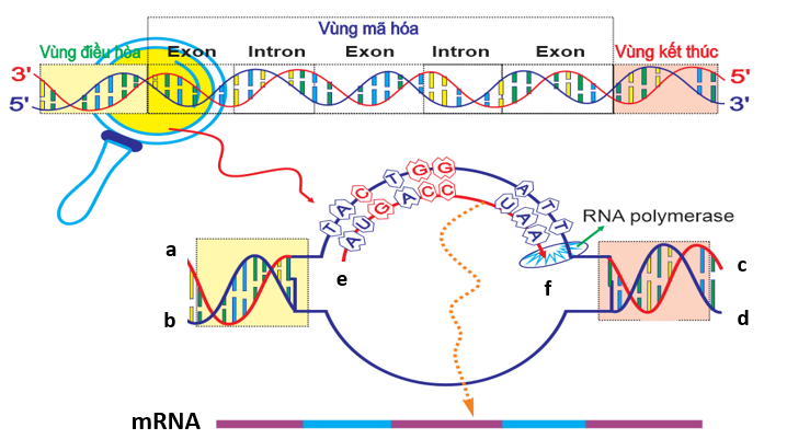 Hình 4 mô tả một cơ chế di truyền ở cấp độ phân tử của một loài sinh vật. Phát biểu nào sau đây không đúng về cơ chế  này? (ảnh 1)