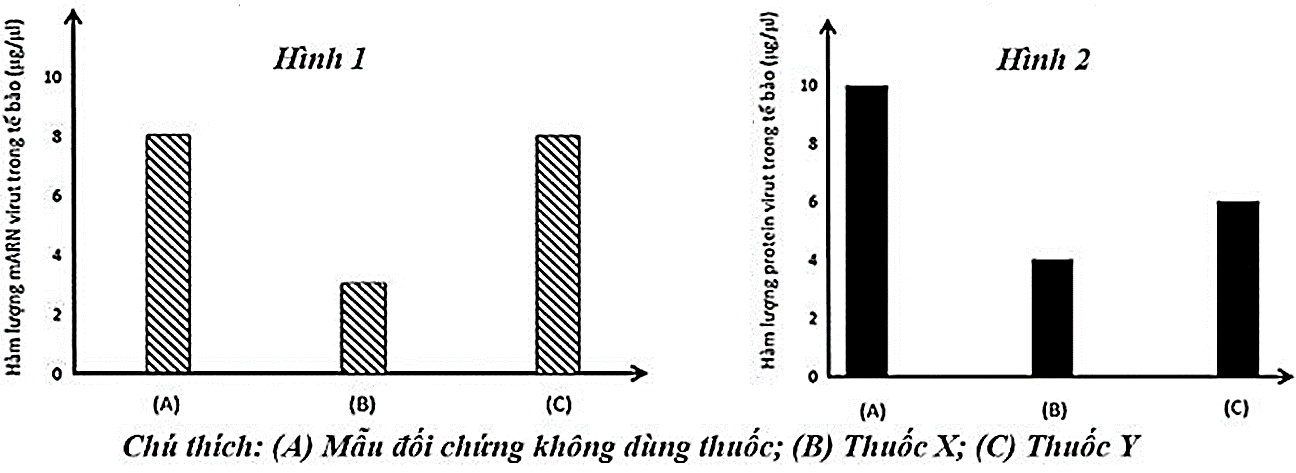 Để nghiên cứu tác động của 2 loại thuốc mới (thuốc X và Y) lên bệnh nhân nhiễm SARS-CoV-2, người ta tiến hành thử nghiệm trên tế bào nuôi cấy in vitro.  (ảnh 1)