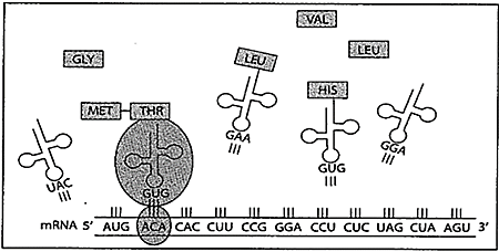 H&igrave;nh b&ecirc;n m&ocirc; tả qu&aacute; tr&igrave;nh tổng hợp chuỗi polypeptide từ một ph&acirc;n tử mRNA trong tế b&agrave;o của một lo&agrave;i sinh vật nh&acirc;n thực. Kết th&uacute;c qu&aacute; tr&igrave;nh n&agrave;y, chuỗi polypeptide được tạo ra c&oacute; bao nhi&ecirc;u amino acid? (ảnh 1)