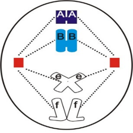 Quan sát một tế bào của 1 loài động vật đang phân bào bình thường (hình vẽ), các kí hiệu A, B, e, f là các NST. (ảnh 1)