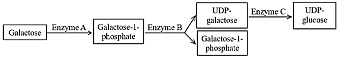 Câu 10.	Ở người, bệnh galactosemia là bệnh rối loạn chuyển hóa do đột biến gene lặn trên nhiễm sắc thể thường gây thiếu hụt enzyme trong con đường chuyển hóa galactose thành UDP - glucose.  (ảnh 1)