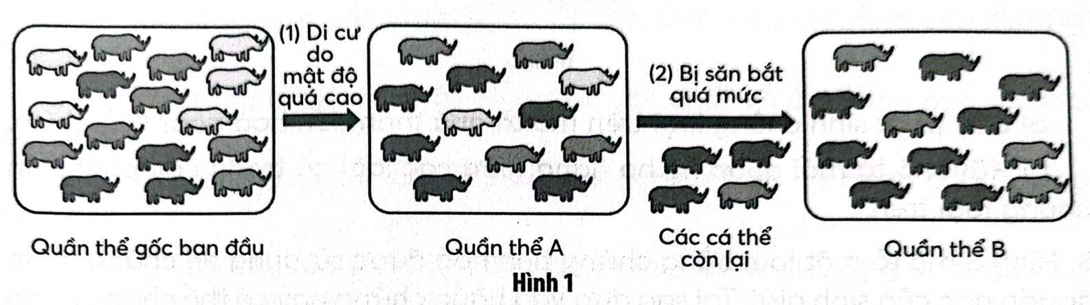 Phiêu bạt di truyền là nhân tố tiến hóa làm thay đổi thành phần kiểu gene và tần số allele của quần thể gây nên bởi các yếu tố ngẫu nhiên (ảnh 1)