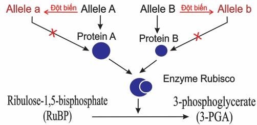 Enzyme Rubisco do hai gene mã hoá.  Một trong hai gene đột biến dẫn tới enzyme này không có hoạt tính xúc tác phản ứng cố định CO2 trong quang hợp.  (ảnh 1)