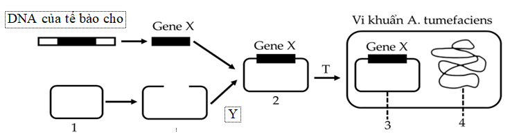 Để tạo giống lúa vàng (golden rice) giàu - carotene góp phần cải thiện tình trạng thiếu vitamin A ở trẻ em, người ta cần chuyển gene X từ một loài thực vật vào cây lúa. (ảnh 1)