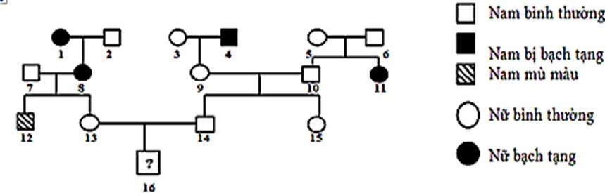 Ở người, bệnh bạch tạng do gene lặn nằm trên nhiễm sắc thể thường quy định, alelle trội tương ứng quy định da bình thường;  (ảnh 1)