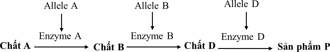 Ở người, xét 3 cặp gene nằm trên 3 cặp nhiễm sắc thể thường, các gene này quy định các enzyme khác nhau cùng tham gia vào quá trình chuyển hóa các chất trong cơ thể theo sơ đồ sau: (ảnh 1)