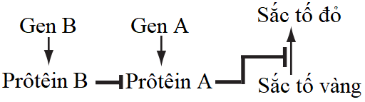 Sự hình thành sắc tố cánh hoa ở một loài thực vật được mô tả trong sơ đồ sinh hóa sau đây: (ảnh 1)