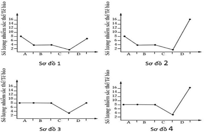 Một tế b&agrave;o sinh dục sơ khai c&oacute; bộ NST 2n = 8 nguy&ecirc;n ph&acirc;n li&ecirc;n tiếp hai lần sau đ&oacute; tiến h&agrave;nh giảm ph&acirc;n. Tất cả c&aacute;c tế b&agrave;o con tạo ra đều tham gia thụ tinh tạo th&agrave;nh hợp tử. (ảnh 1)
