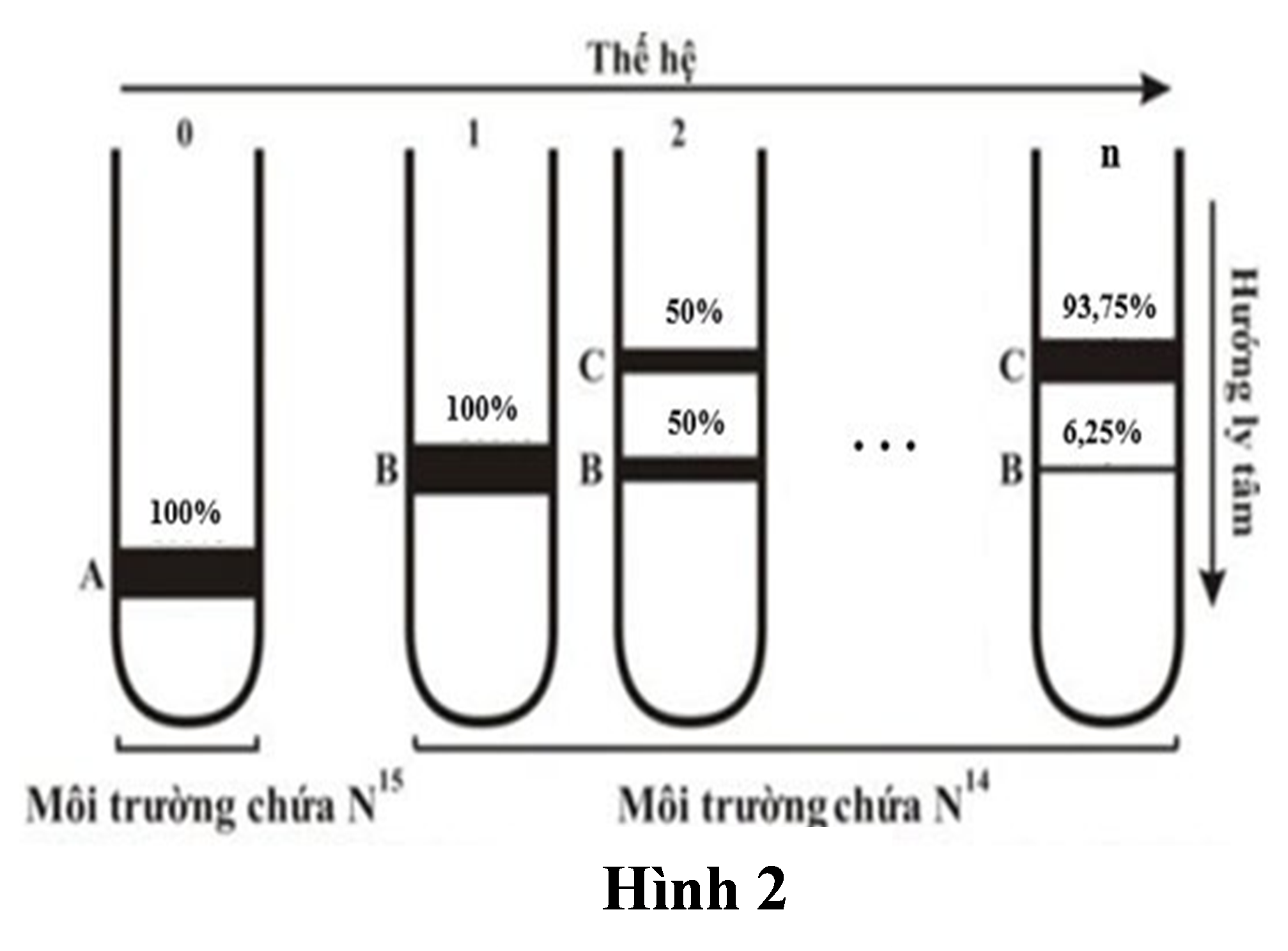 Một nhóm các nhà khoa học thực hiện lại thí nghiệm của Meselson và Stahl (1958) để nghiên cứu mô hình nhân đôi của DNA. (ảnh 1)