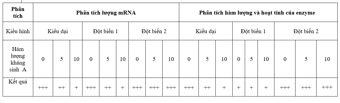Gene D mã hóa cho enzyme X bao gồm các vùng: Vùng điều hòa, vùng mã hóa và vùng kết thúc. Để nghiên cứu tác động của thuốc kháng sinh A đối với quá trình phiên mã hay dịch mã của gene D ở vi khuẩn (ảnh 1)