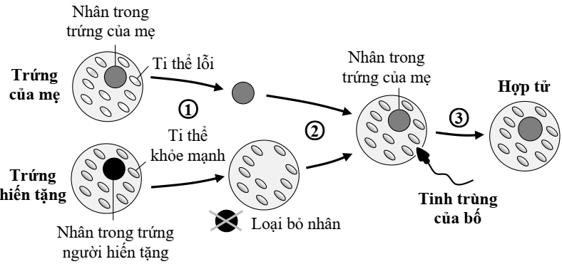 Bệnh tiểu đường ti thể là một loại bệnh tiểu đường đặc biệt do đột biến DNA ti thể gây ra (ti thể lỗi). (ảnh 1)