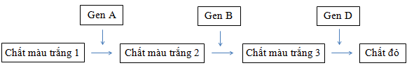 Một loài thực vật, tính trạng màu hoa do 3 cặp gen A,a; B,b; D,d phân li độc lập quy định và được mô tả bằng sơ đồ: (ảnh 1)