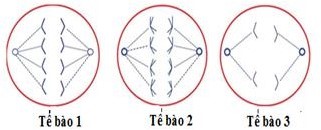 H&igrave;nh dưới đ&acirc;y m&ocirc; tả qu&aacute; tr&igrave;nh ph&acirc;n b&agrave;o của 3 tế b&agrave;o. Ph&aacute;t biểu n&agrave;o sau đ&acirc;y đ&uacute;ng? (ảnh 1)