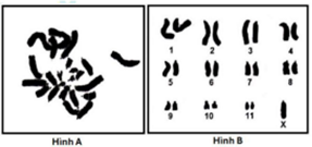 Ở châu chấu, cặp NST giới tính ở giới cái là XX, giới đực là XO. Người ta làm tiêu bản tế bào mầm sinh dục của châu chấu đực thu được hình ảnh bộ NST ở kỳ giữa nguyên phân như hình A.  (ảnh 1)
