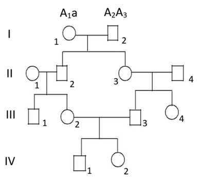 Xét một bệnh di truyền hiếm gặp do allele lặn aaa trên nhiễm sắc thể thường gây ra. Trong phả hệ sau, người phụ nữ ở thế hệ thứ I có kiểu gene A1a, chồng cô có kiểu gene A2A3.  (ảnh 1)