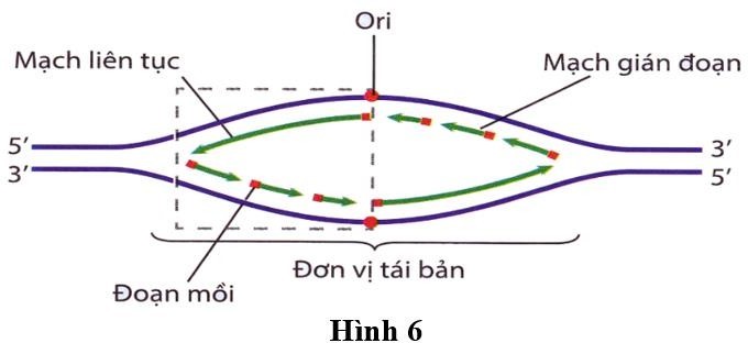 Hình 6 mô tả khái quát quá trình tái bản DNA ở sinh vật nhân thực, nhân sơ và những virus có lõi dạng sợi kép:          Theo lí thuyết, phát biểu nào sau đây đúng? (ảnh 1)