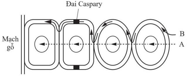 Bốn học sinh đã phác thảo sơ đồ vận chuyển nước và ion khoáng từ lông hút vào mạch gỗ của rễ. Biết quá trình vận chuyển diễn ra theo hai con đường: Con đường gian bào (A) và con đường tế bào chất (B). (ảnh 3)