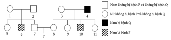 Phả hệ sau phản ánh sự di truyền của 2 bệnh P và Q của một gia đình. Biết rằng không có đột biến xảy ra ở tất cả các thành viên trong phả hệ, bệnh P do gene P có 2 allele là P₁ và P₂ quy định (ảnh 1)