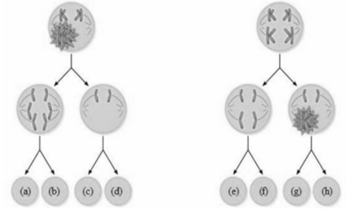 Hình sau mô tả quá trình phân bào của hai tế bào (X và Y) ở một cơ thể lưỡng bội. Biết rằng ngoài những bất thường được mô tả trong hình vẽ thì các sự kiện khác của toàn bộ quá trình phân bào đều diễn ra bình thường;  (ảnh 1)