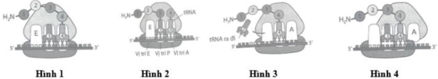  Trong quá trình dịch mã, giai đoạn kéo dài chuỗi polypeptide được mô tả qua hình ảnh sau:     Hãy sắp xếp các hình mô tả các giai đoạn kéo dài chuỗi polypeptide theo đúng trật tự. Thể hiện kết quả bằng cách viết liền các số của hình tương ứng. (ảnh 1)