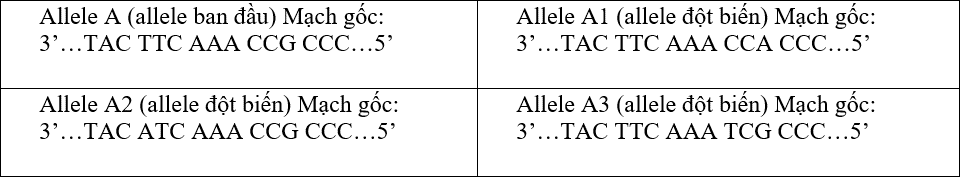 Bảng dưới đây cho biết trình tự nucleotide. trên một đoạn ở mạch gốc của vùng mã hóa trên gen quy định prôtêin ở sinh vật nhân sơ và các allele được tạo ra từ gen này do đột biến điểm: (ảnh 1)