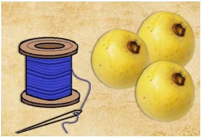 Đây là gì?    A. lọ quả			B. kim quả			C. chỉ thị			D. quả thị (ảnh 1)