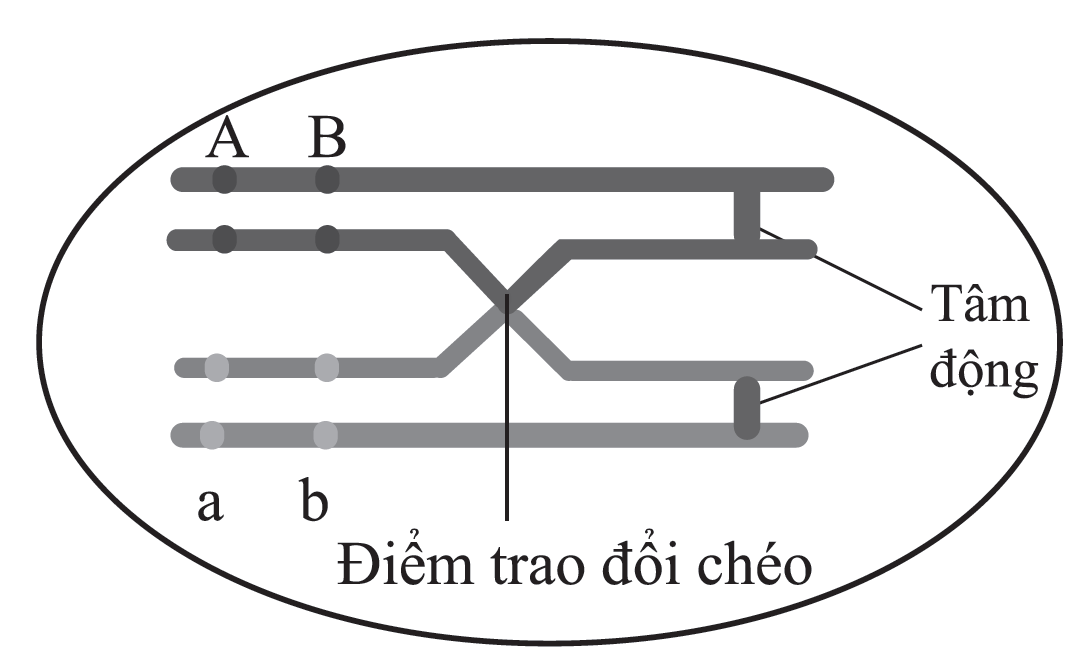 Xét 2 cặp gene A,a và B, b nằm trên cùng một cặp NST thường trong một tế bào được mô tả như hình sau, giả thiết rằng tất cả các locus gene khác trên cặp NST này đều ở trạng thái đồng hợp. (ảnh 1)