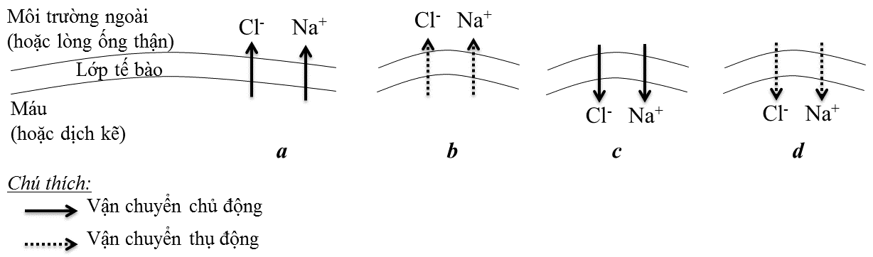 Cơ chế vận chuyển Na+ và Cl- trong một số cấu trúc của động vật được thể hiện trên hình sau:   Cơ chế vận chuyển Na+ và Cl- ở tế bào ống lượn gần của thận người thuộc hình nào? (ảnh 1)