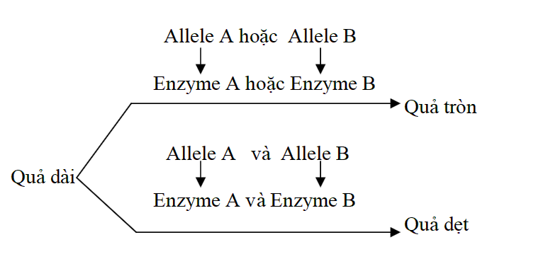 Ở b&iacute; ng&ocirc;, t&iacute;nh trạng h&igrave;nh dạng quả do hai cặp gene A, a v&agrave; B, b ph&acirc;n li độc lập c&ugrave;ng quy định theo sơ đồ chuyển h&oacute;a sau: (ảnh 1)
