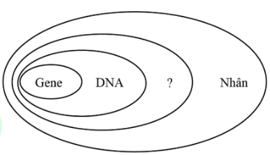 Sơ đồ hình bên biểu diễn một số cấu trúc bên trong tế bào nhân thực và mối tương quan giữa các cấu trúc này. Cấu trúc nào sau đây phù hợp nhất để điển vào vị trí “?” ở sơ đồ này? (ảnh 1)