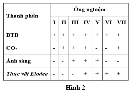 Một nhóm học sinh tiến hành nghiên cứu ảnh hưởng của gió đến sự thoát hơi nước của cây đậu Hà Lan (Pisum sativum) bằng phương pháp cân khối lượng chậu cây trước và sau 24 giờ thực hiện thí nghiệm. (ảnh 2)