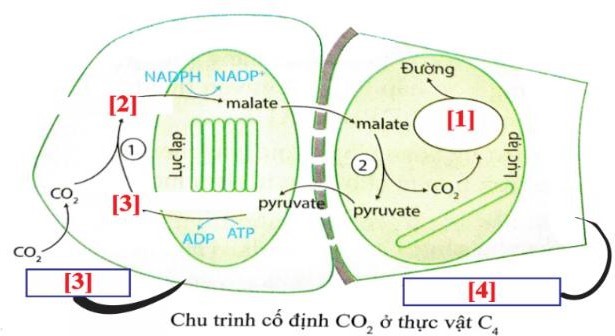 Hình dưới đây mô tả pha tối trong quang hợp ở tế bào thực vật C4, nhận định nào sau đây sai? (ảnh 1)