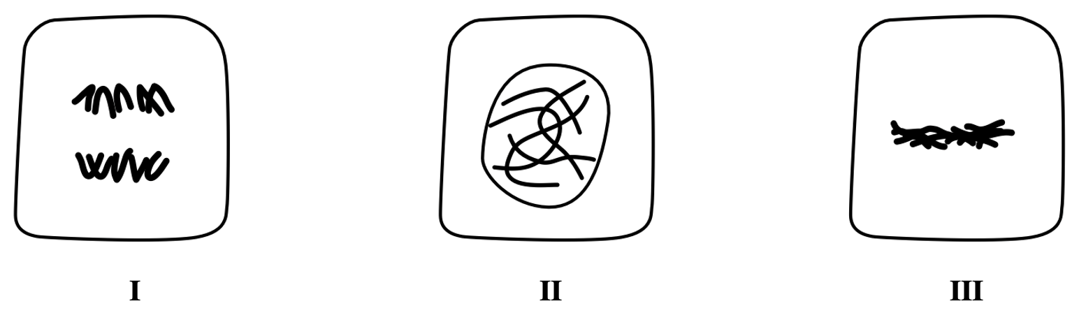 Hình 4 dưới đây mô tả các giai đoạn khác nhau trong quá trình phân bào bình thường của 1 tế bào soma lưỡng bội.                                                                      (ảnh 1)