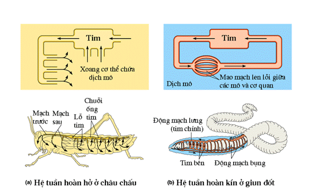 Các dạng hệ tuần hoàn được thể hiện ở Hình 6.1 và Hình 6.2. Khi nói về  hai loại hệ tuần hoàn này, có bao nhiêu nhận định sau đây đúng? (ảnh 1)