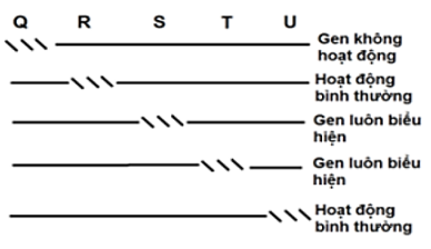 Một Operon có các trình tự nucleotide được kí hiệu Q, R, S, T, U. Hình bên thể hiện các đột biến mất đoạn (ảnh 1)