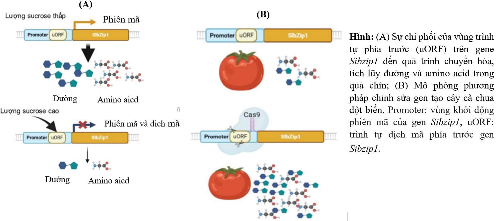 Ứng dụng Crispr/Cas9 để tạo ra đột biến định hướng trên vùng uORF của gene Sibzip1, các nhà khoa học thuộc Viện Công nghệ Sinh học (Viện Hàn lâm Khoa học và Công nghệ Việt Nam) (ảnh 1)