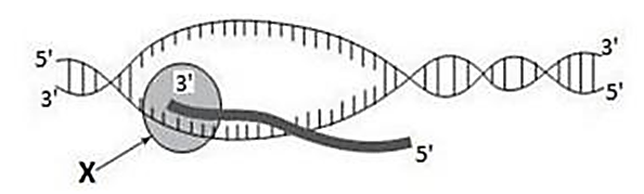 H&igrave;nh vẽ dưới đ&acirc;y m&ocirc; tả một cơ chế di truyền ở cấp độ ph&acirc;n tử đang diễn ra. Ph&aacute;t biểu n&agrave;o sau đ&acirc;y l&agrave; sai?  (ảnh 1)