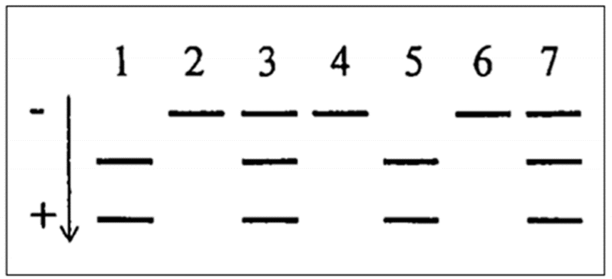 Đột biến gene p53 là một nguyên nhân gây ung thư phổi ở người. Khi nghiên cứu gene p53 ở một số bệnh nhân ung thư phổi, người ta phát hiện thấy có đột biến thay thế cặp nucleotide G-X bằng A-T xảy ra ở vị trí nucleotide 42 của gen p53 trong vùng mã hóa. (ảnh 1)
