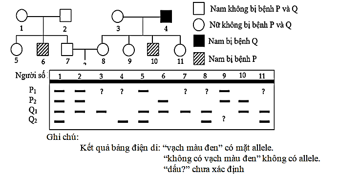 Câu 18.	Cho phả hệ sau:   Cho biết không xảy ra đột biến và bệnh P do gene P có 2 allele là P1 và P2 quy định; Bệnh Q do gene Q có 2 allele là Q1 và Q2 quy định, gene quy định bệnh P và Q  (ảnh 1)