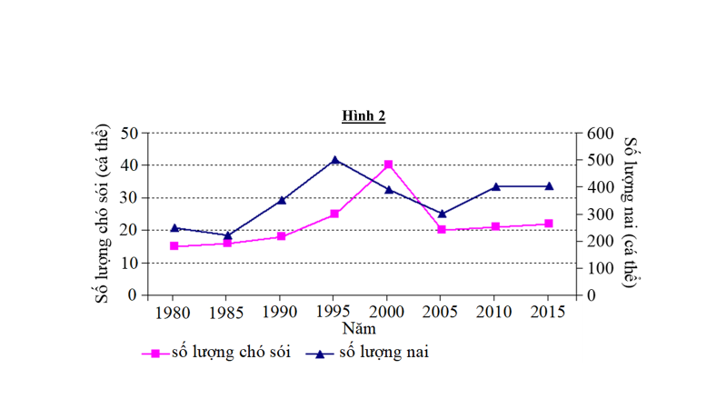 Nghiên cứu biến động số lượng cá thể của quần thể nai và chó sói trên một hòn đảo từ năm 1980 đến năm 2015, các nhà khoa học đã thu được kết quả như đồ thị hình 2. (ảnh 1)