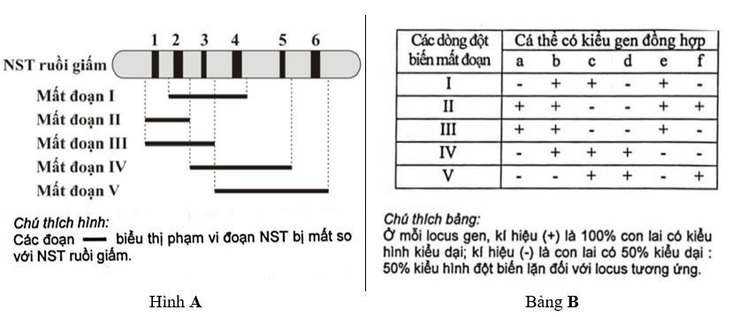 Hình A mô tả một đoạn nhiễm sắc thể từ tế bào tuyến nước bọt của ấu trùng ruồi giấm có 6 băng (kí kiệu từ 1 đến 6) tương ứng với 6 locus gene khác nhau chưa biết trật tự trên nhiễm sắc thể (kí hiệu từ a đến f).  (ảnh 1)