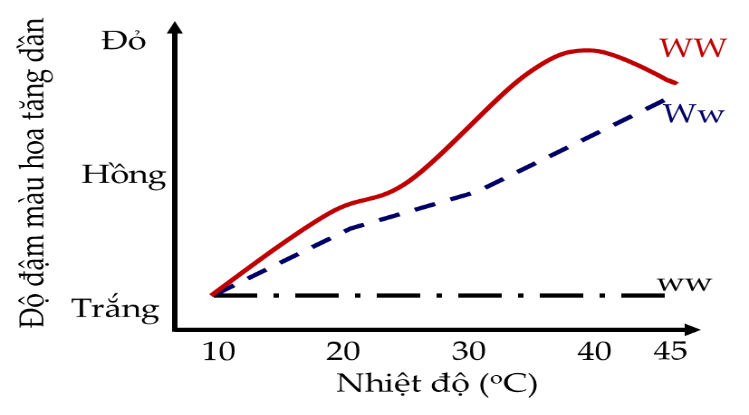 Ở một loài hoa mõm chó, khả năng chuyển tiền chất trắng sang sắc tố đỏ do một enzyme X tác động. Enzyme này được mã hóa bởi một locus gene gồm 2 allele là W và w. (ảnh 1)