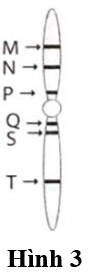 Ở một loài thực vật, 6 gene (M, N, P, Q, S, T) cùng nằm trên một nhiễm sắc thể (Hình 3). Theo lí thuyết, phát biểu nào sau đây đúng? (ảnh 1)