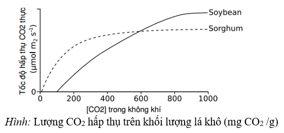 Một thí nghiệm nghiên cứu phản ứng với nhiệt độ thấp của cỏ sorghum (Sorghum bicolor) và đậu tương (Glycine max). Cây được trồng ở 25OC trong vài tuần, sau đó tiếp tục trồng ở 10OC trong 3 ngày, (ảnh 1)