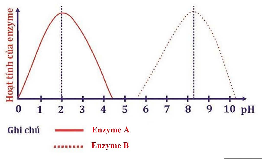 Nghiên cứu về hoạt tính của 2 loại enzyme pepsin và trypsin trong cơ thể người ở các môi trường có độ pH khác nhau người ta thu được kết quả như trong hình 1. (ảnh 1)